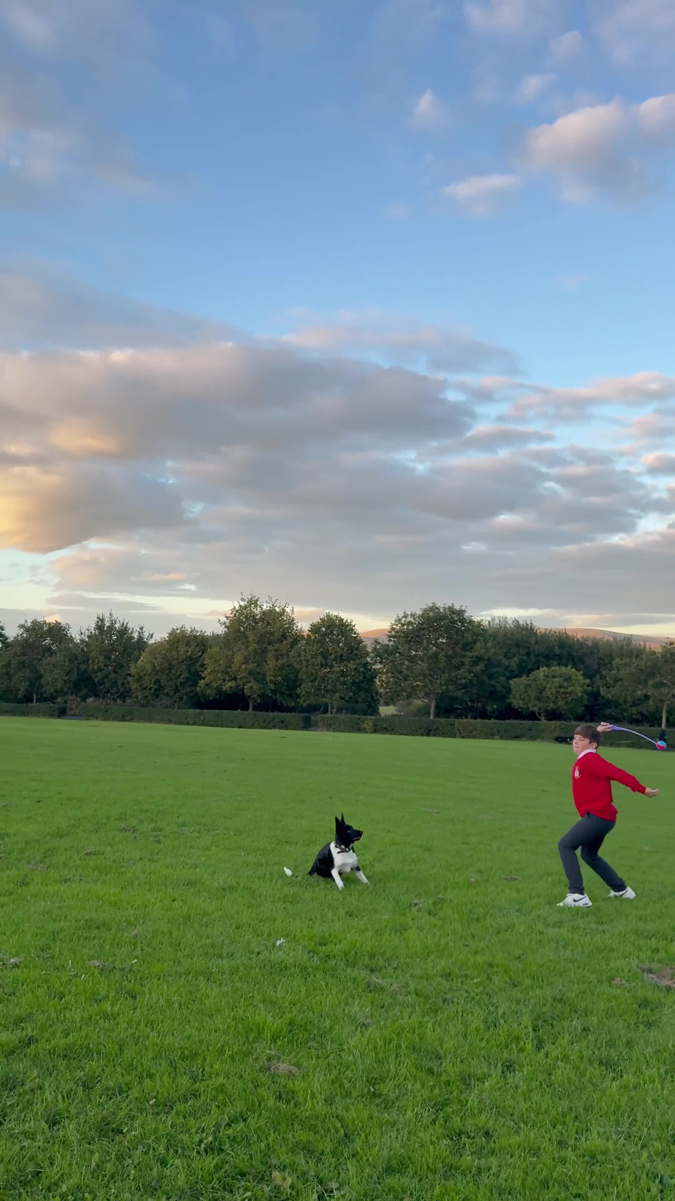 Border Collie dogs for sale: Darcy - Video 1