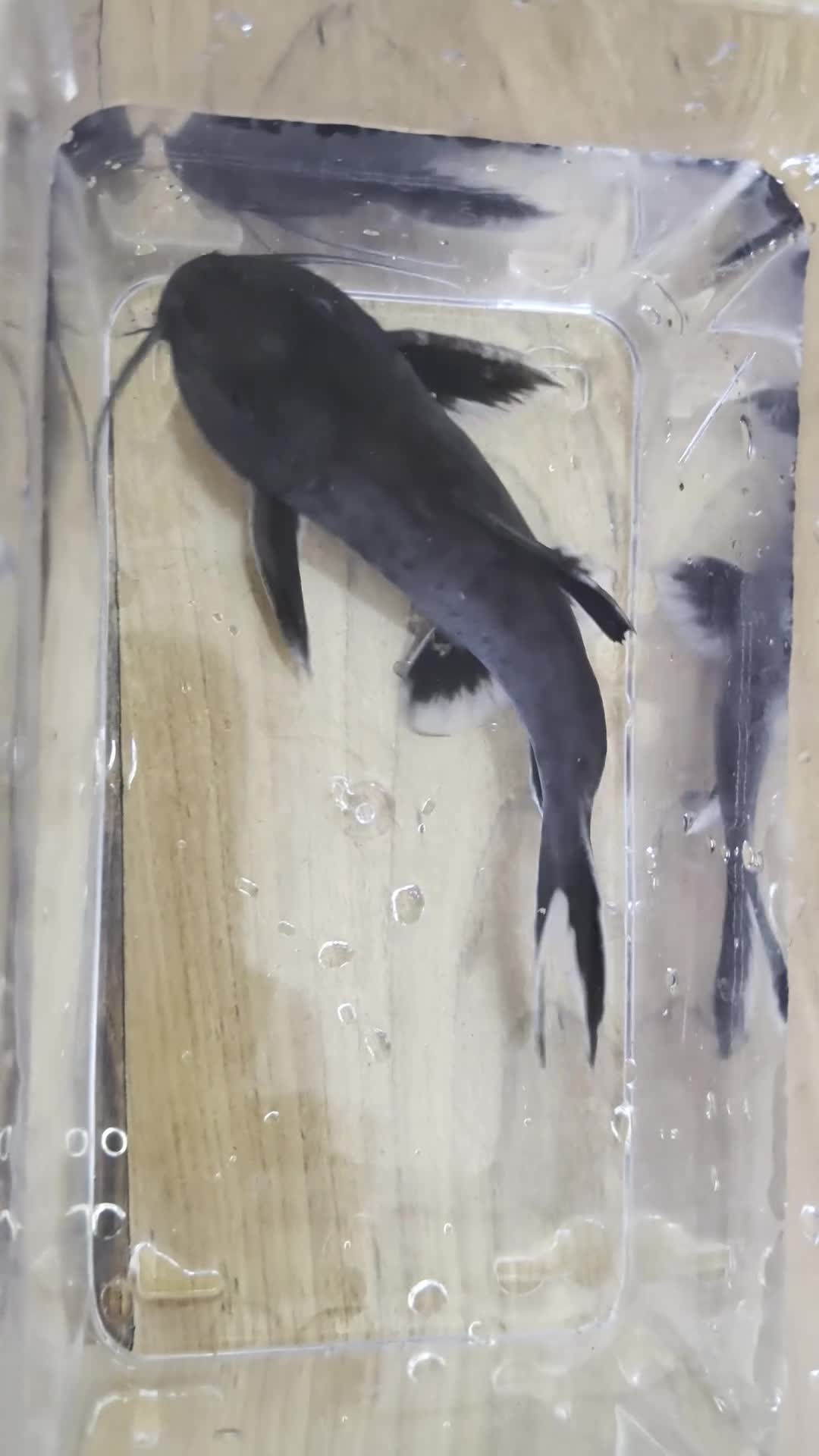 Catfish fish for sale: Synodontis Granulosus  in Great Yarmouth - Video 1