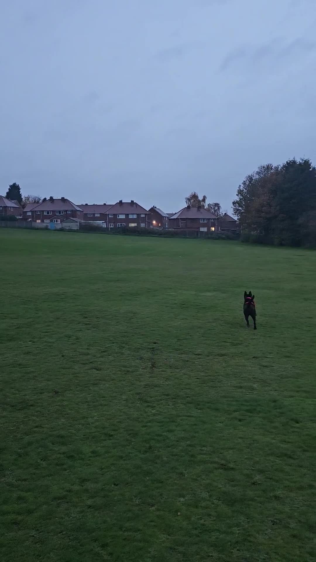 Mixed Breed dogs for sale: Raine - Video 2