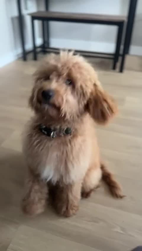 Cockapoo dogs for sale: 🐾 Beautiful F1 Tanned Cockapoo Puppy 🐾  - Video 1