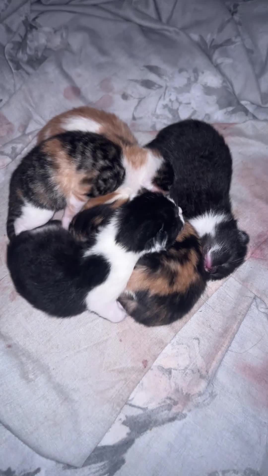 Mixed Breed cats for sale: 4 kittens left - Video 1