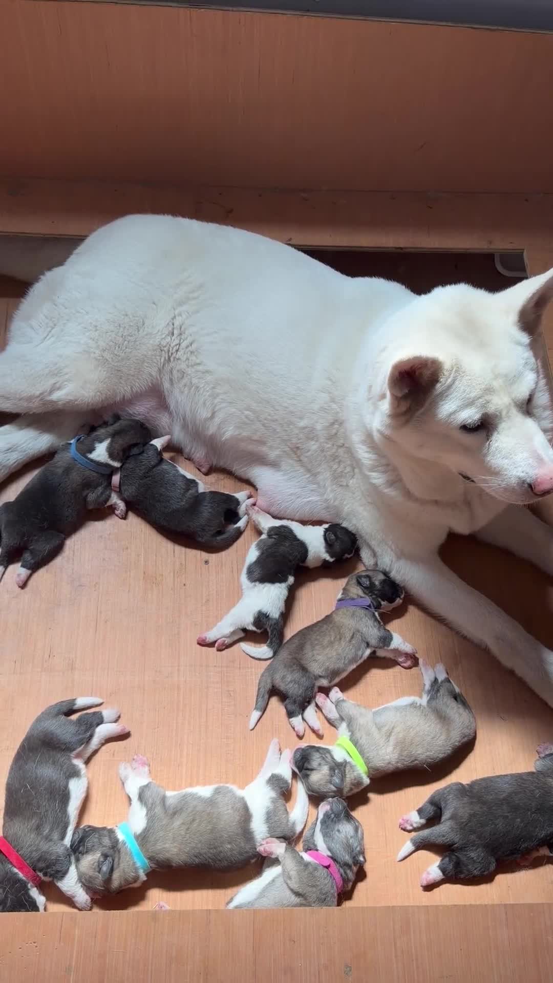 Akita dogs for sale: American Akita Puppies - Video 3