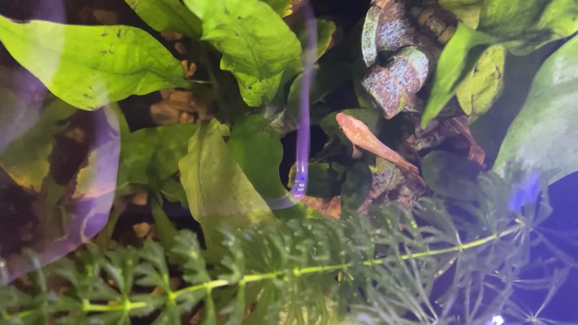 Bettas fish for sale: Established 30L tropical community tank inc betta - Video 1