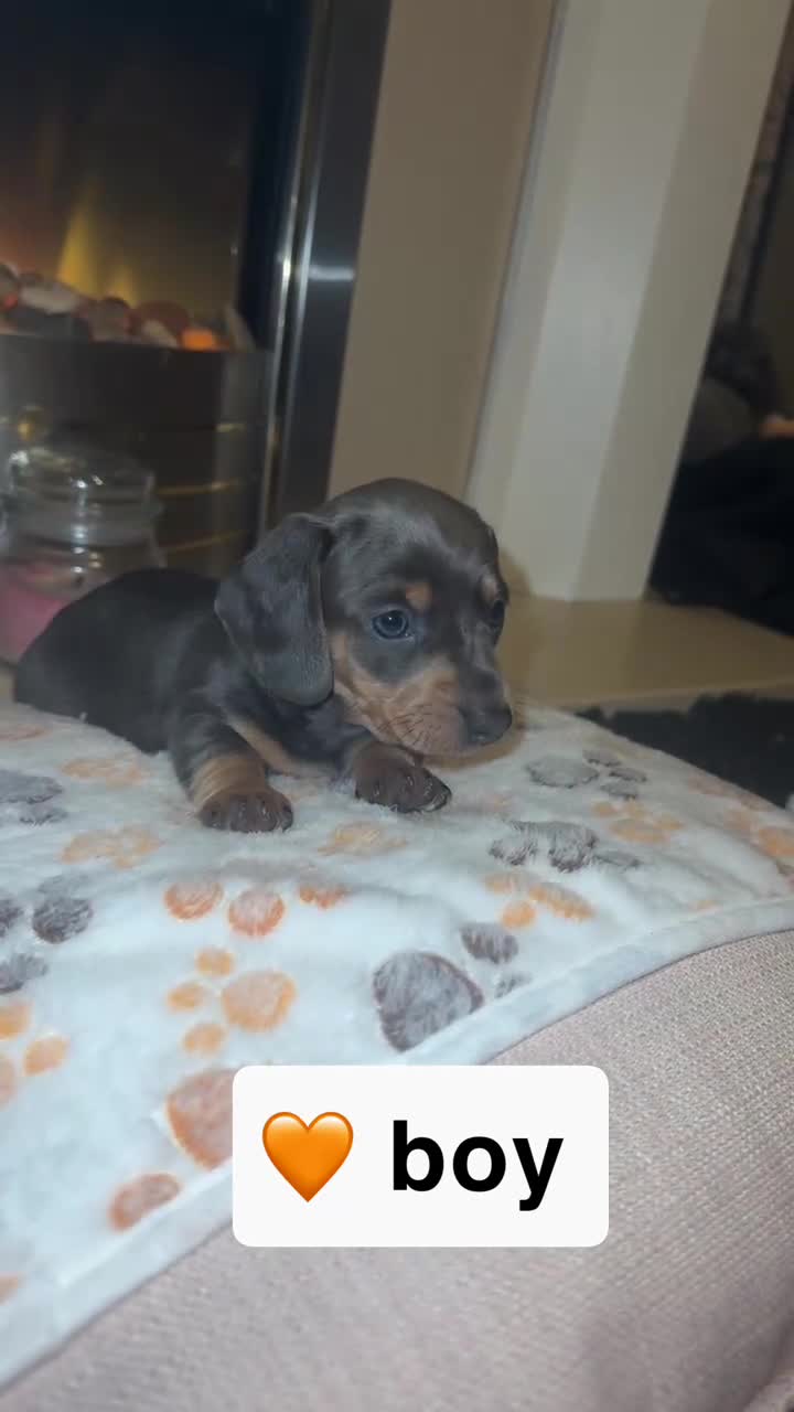 Miniature Dachshund dogs for sale: Miniature dachshund - Video 1