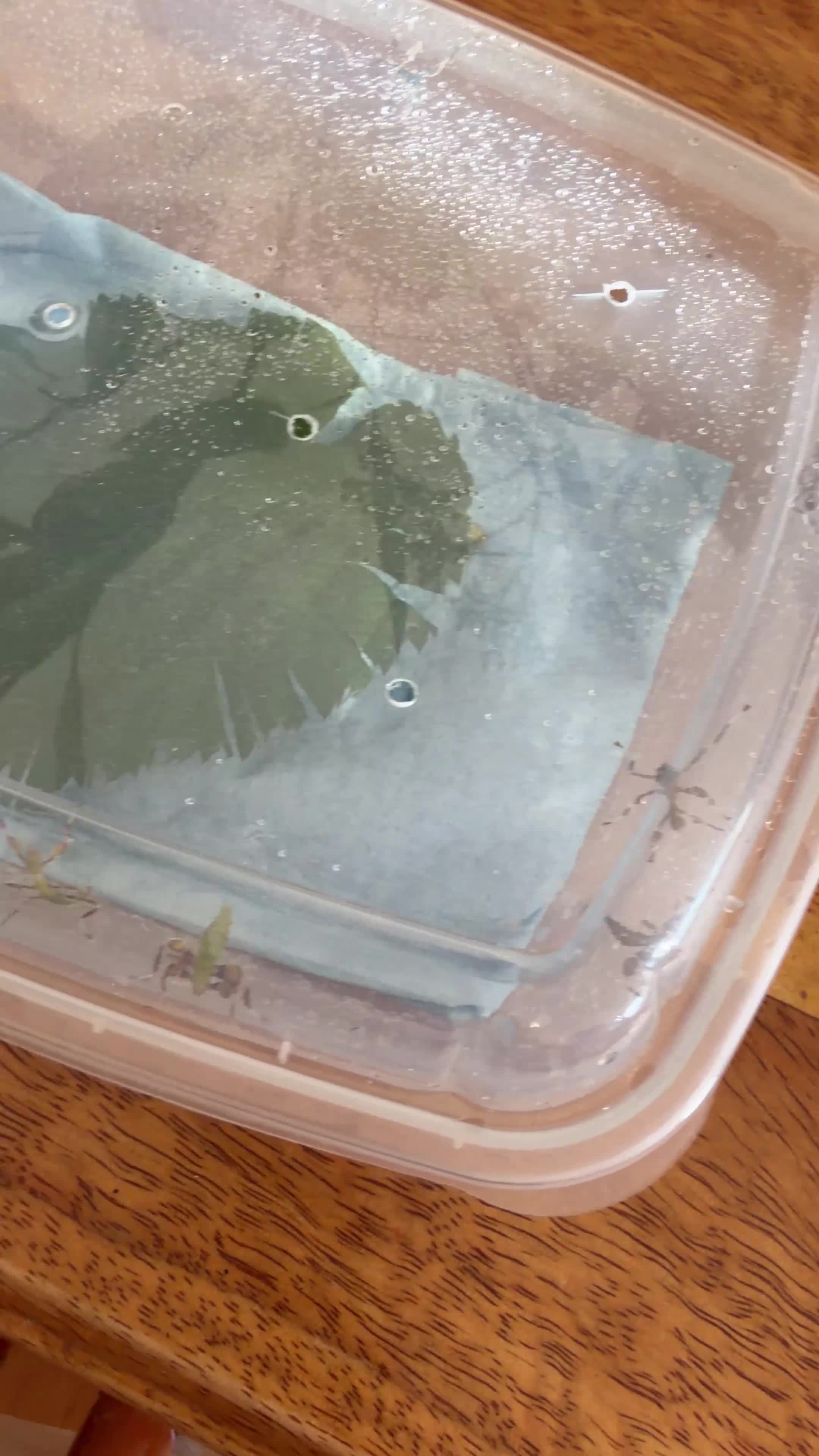 Stick Insects invertebrates for sale: Leaf Insect Nymphs (Phyllium philippinicum) in London - Video 1