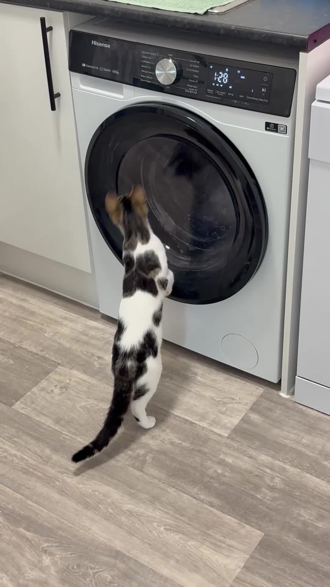 Mixed Breed cats for sale: Sushi - female (7 months) - Video 1