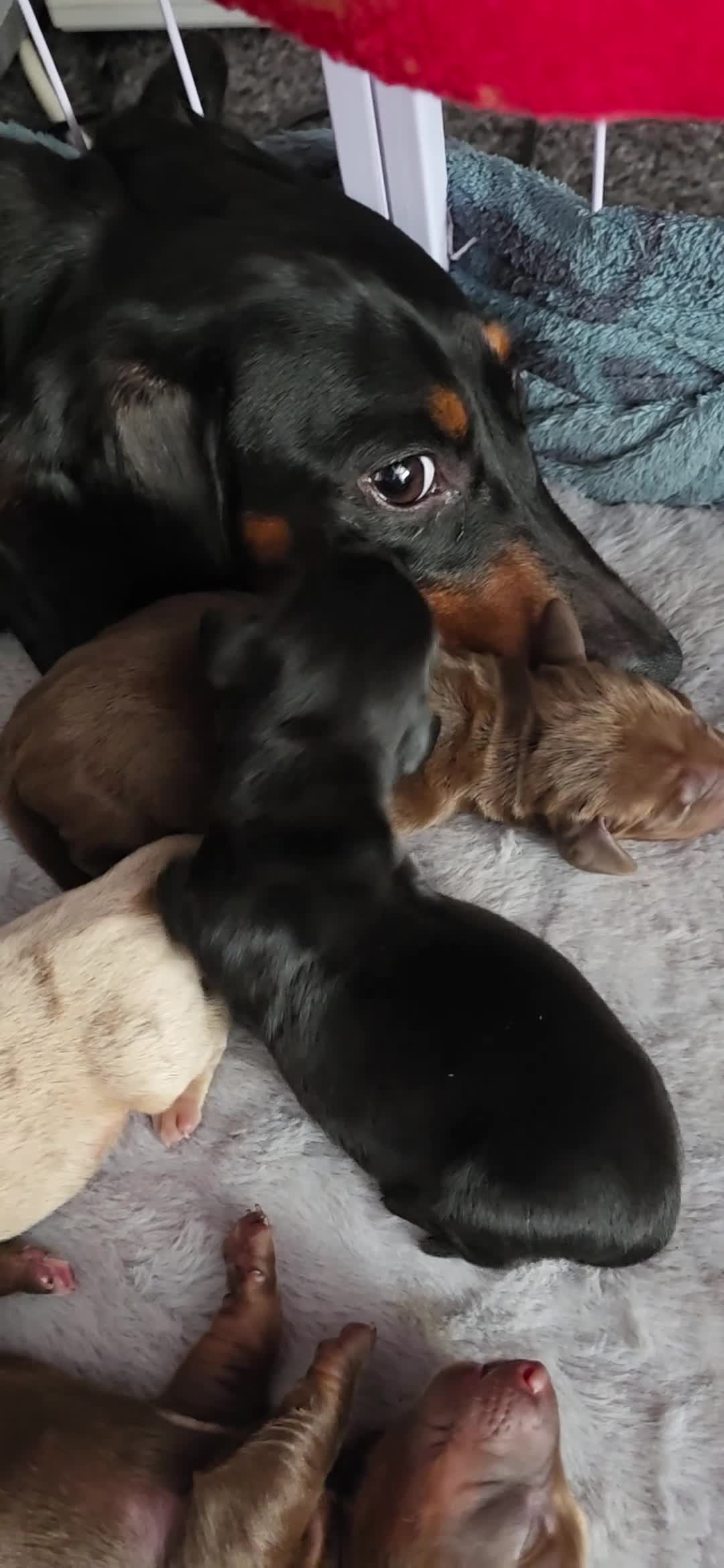 Miniature Dachshund dogs for sale:  Miniature Dachshund Puppies Seeking Loving Homes - Video 2