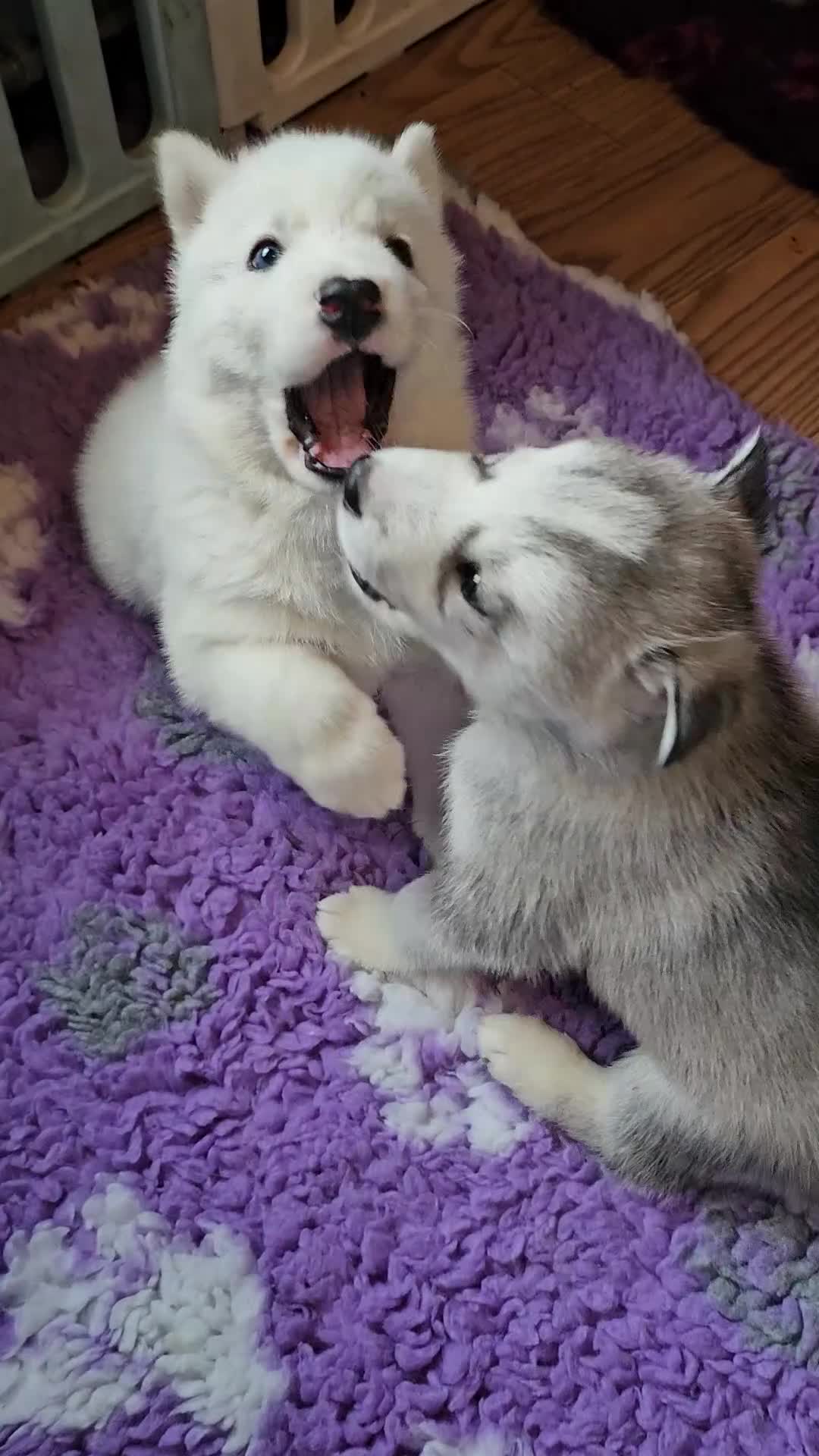 Siberian Husky dogs for sale: 5 beautiful siberian husky fur babies - Video 1