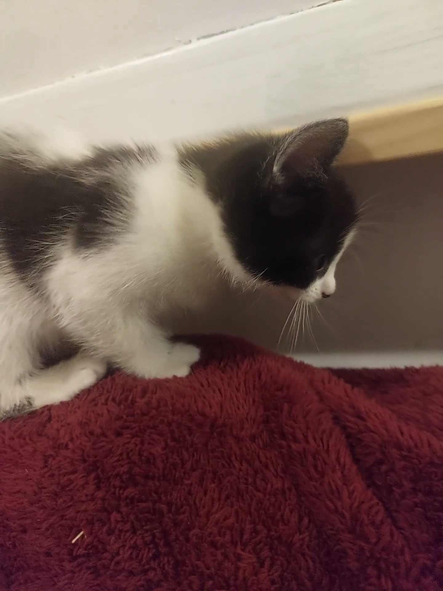 Mixed Breed cats for sale: Black and white kitten, a girl in Derby - Video 1