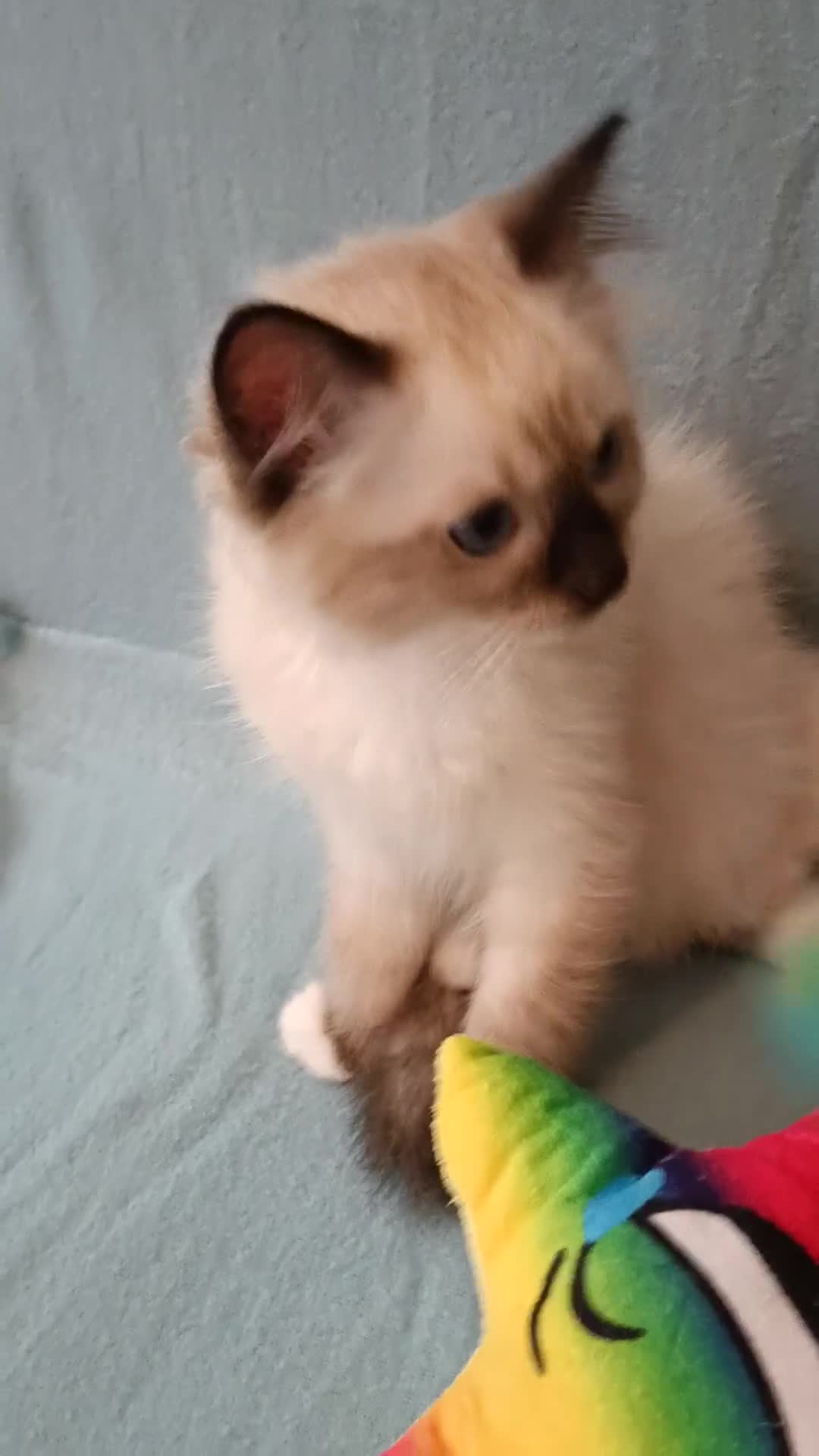 Ragdoll cats for sale: Kittens of Champion Status dad - Video 3