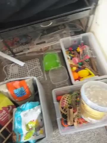 Parakeets birds for sale: SOLD !! 4 year old Austral Parakeet/conure - Video 3