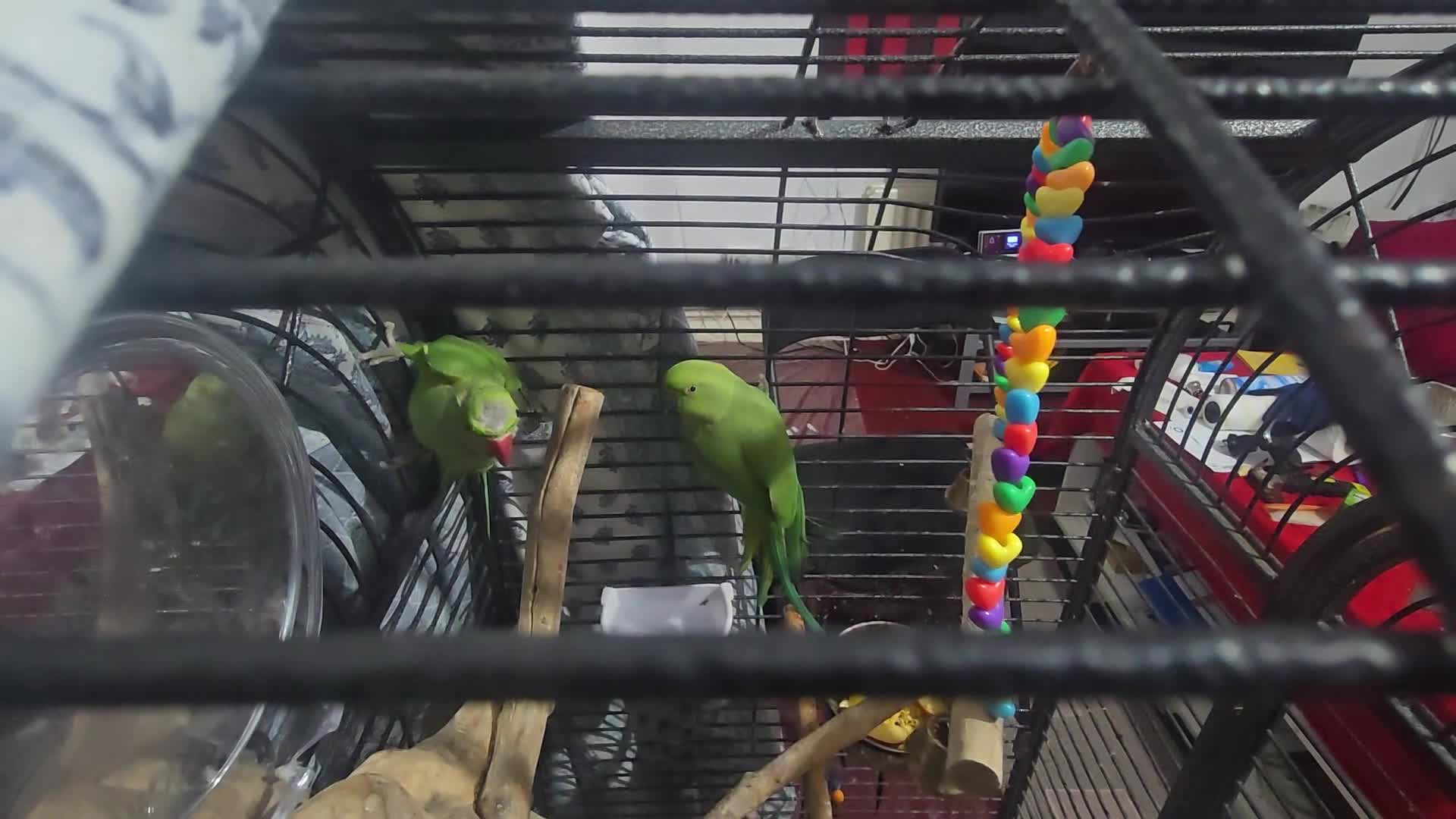 Ringnecks birds for sale: 2 indian ringneck  - Video 2
