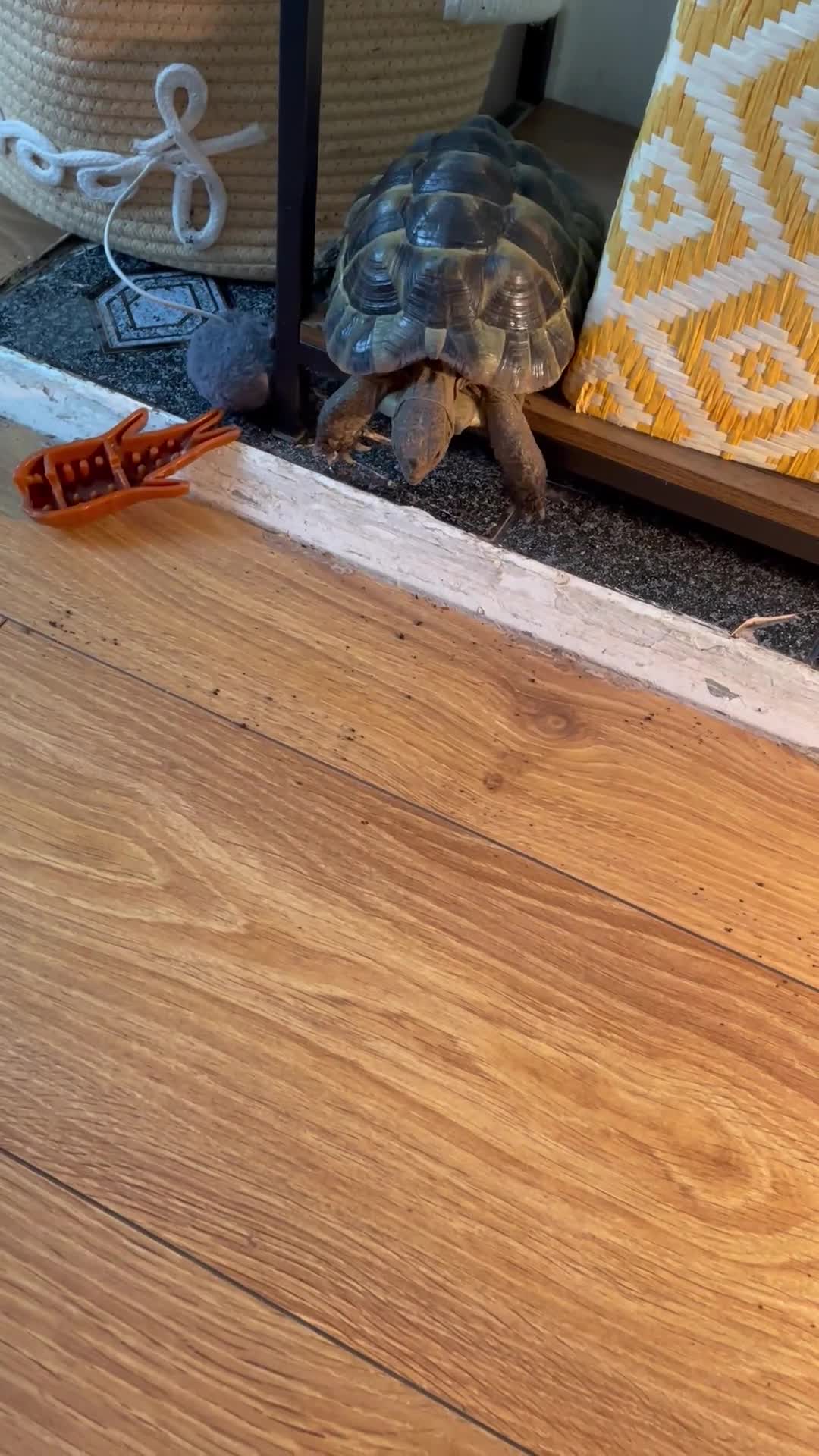 Tortoise reptiles for sale: Spur thigh  in Clacton-on-Sea - Video 1