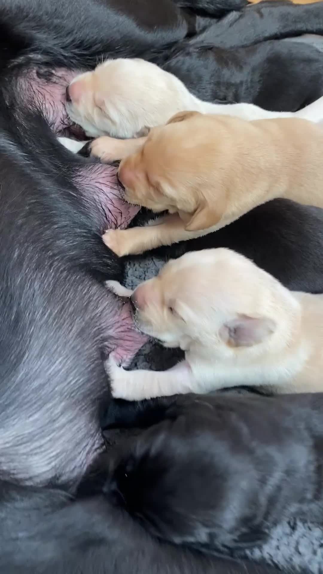 Labrador Retriever dogs for sale: Stunning Labrador Puppies - Video 1