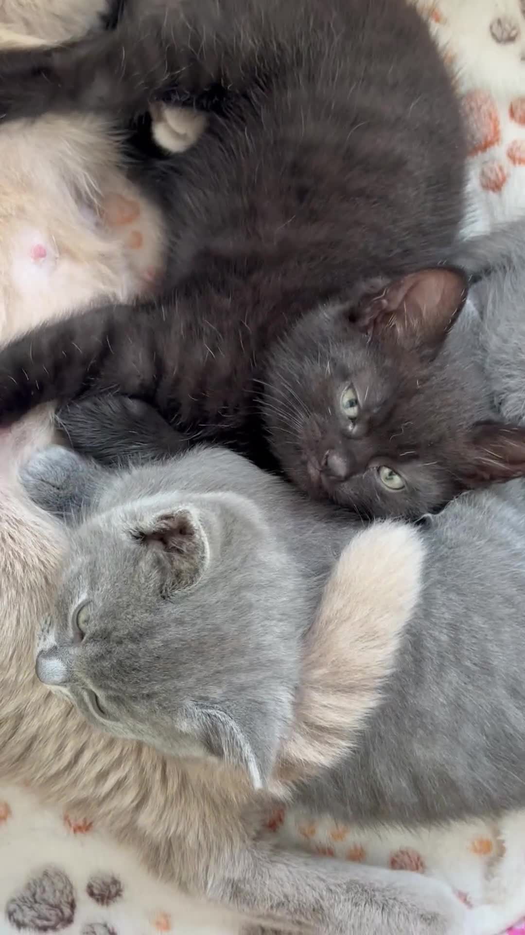 British Shorthair cats for sale: Adorable British Shorthair kittens - Blue & Choco - Video 2