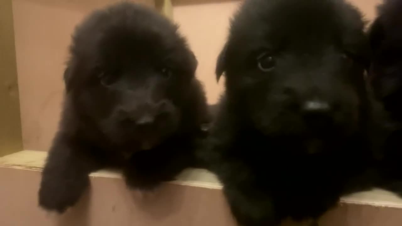 German Shepherd dogs for sale: BEAUTIFUL GERMAN SHEPS   - Video 1