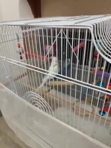 Budgerigars birds for sale: 2 budgies with cage - Video 1