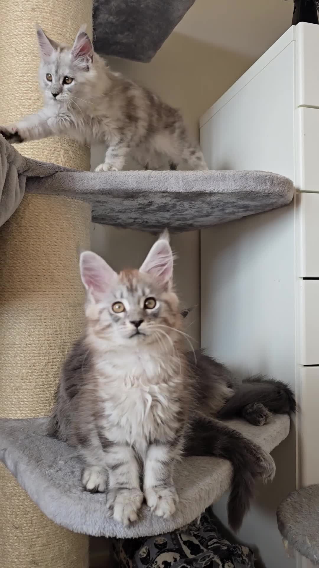 Maine Coon cats for sale: Maine Coon kittens  - Video 4