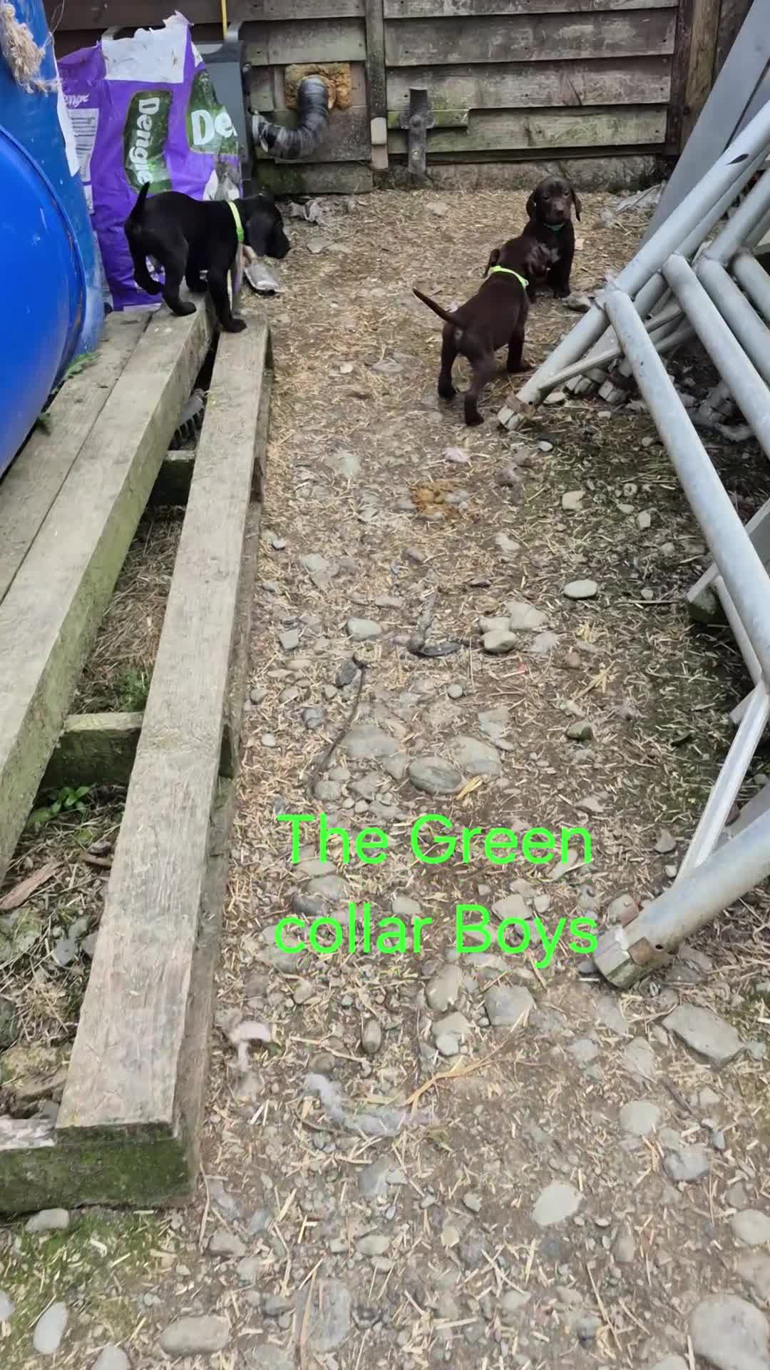 Mixed Breed dogs for sale: Pointador's (Lab x GSP) - Video 4