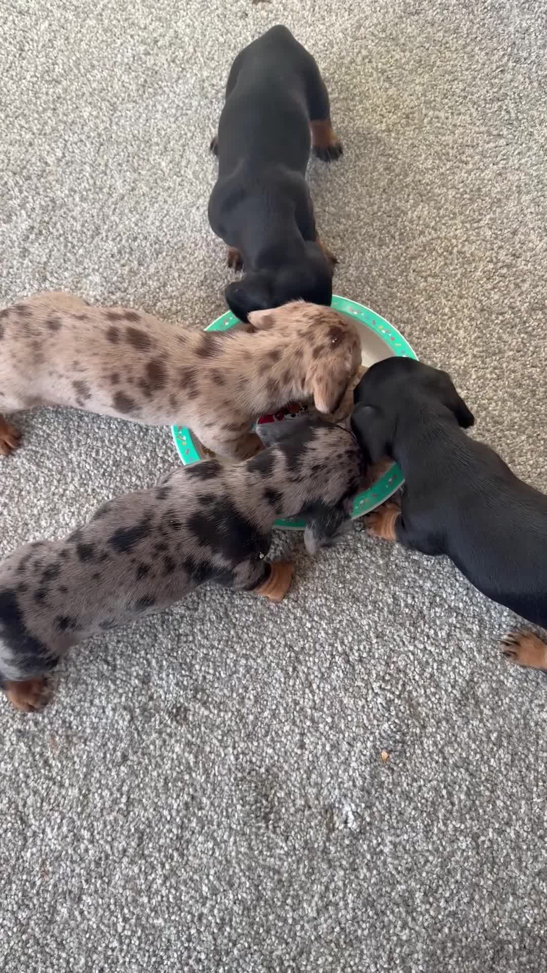 Dachshund dogs for sale: Litter of standard Dachshund  - Video 1