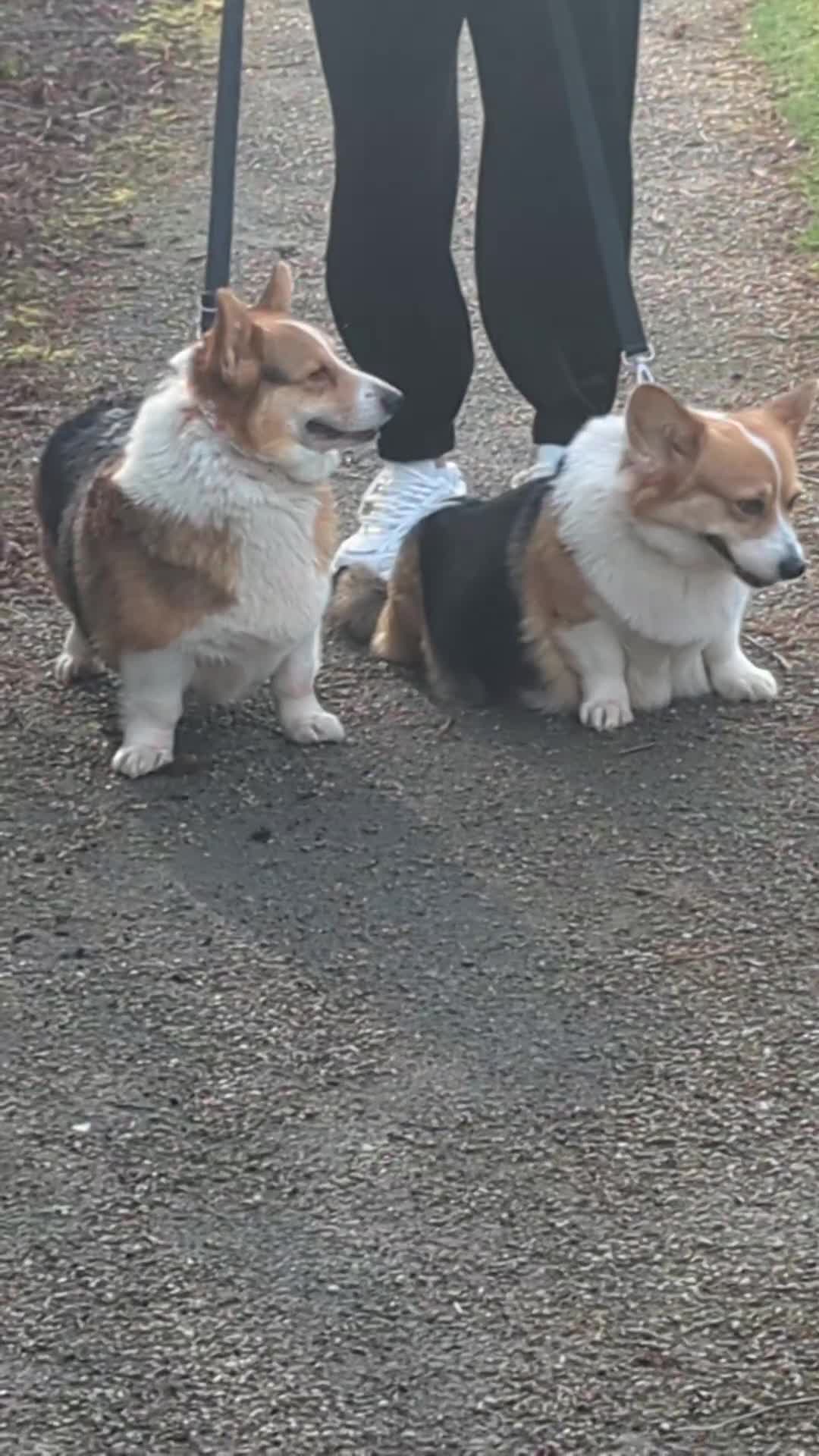 Welsh Corgi Pembroke dogs for sale: Top quality pembrokeshire corgi puppies  - Video 2