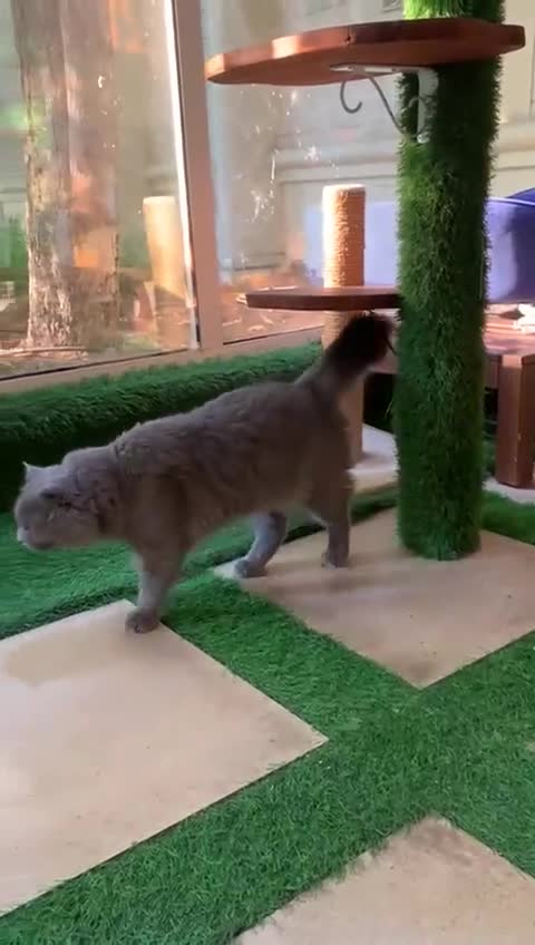 Scottish Fold cats for adoption: RAMA -MIX  SCOTTISH FOLD/BRITISH LONG HAIR BOY   - Video 1