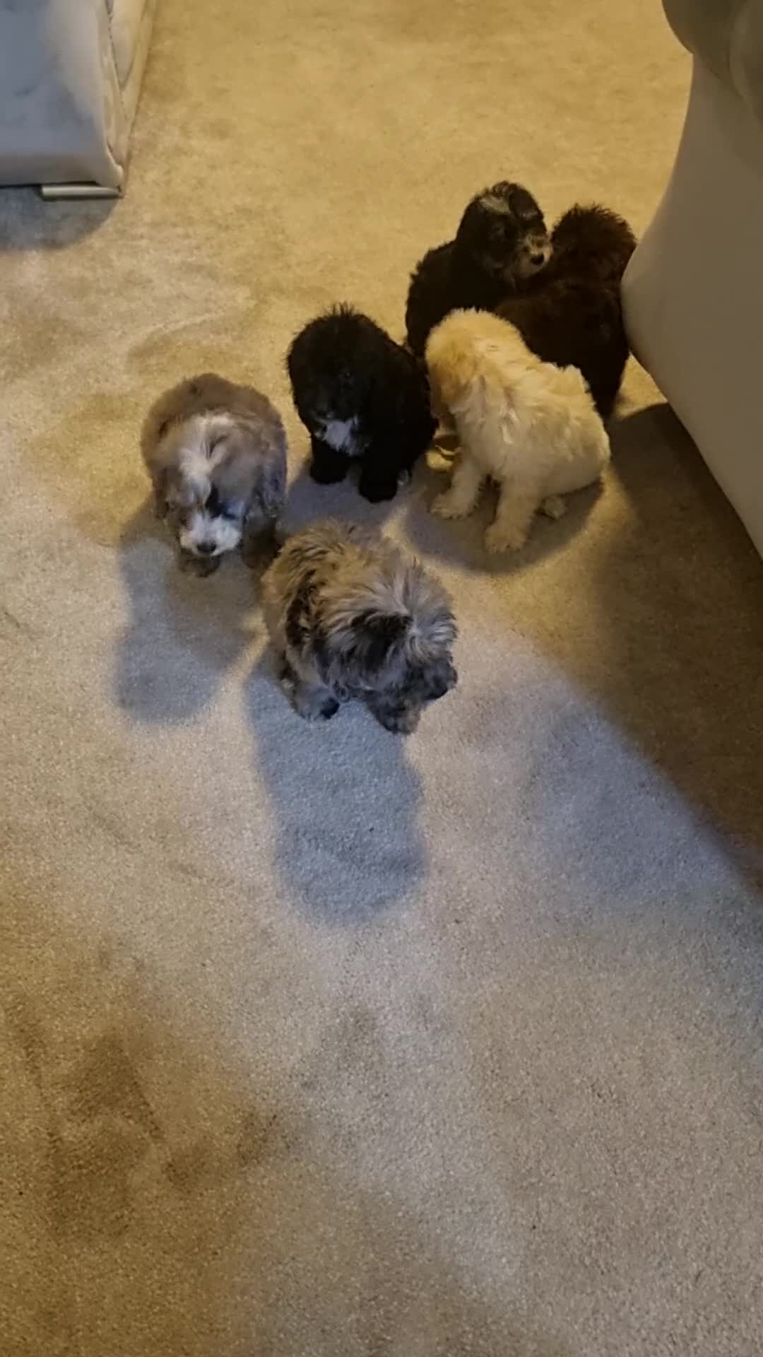 Cockapoo dogs for sale: Beautiful cockapoo  - Video 1