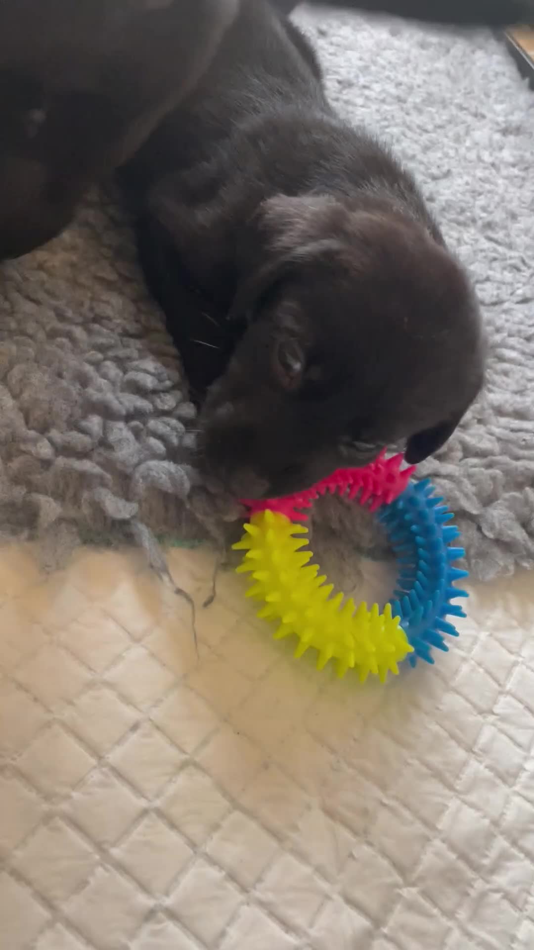 Labrador Retriever dogs for sale:  🐾Gorgeous BLack Labrador Puppies 🐾 - Video 4