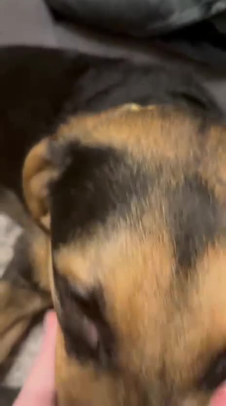 Mixed Breed dogs for adoption: 💙🐶 BRUNO – THIS BEAUTIFUL BOY IS FINALLY READY in Burntwood - Video 1