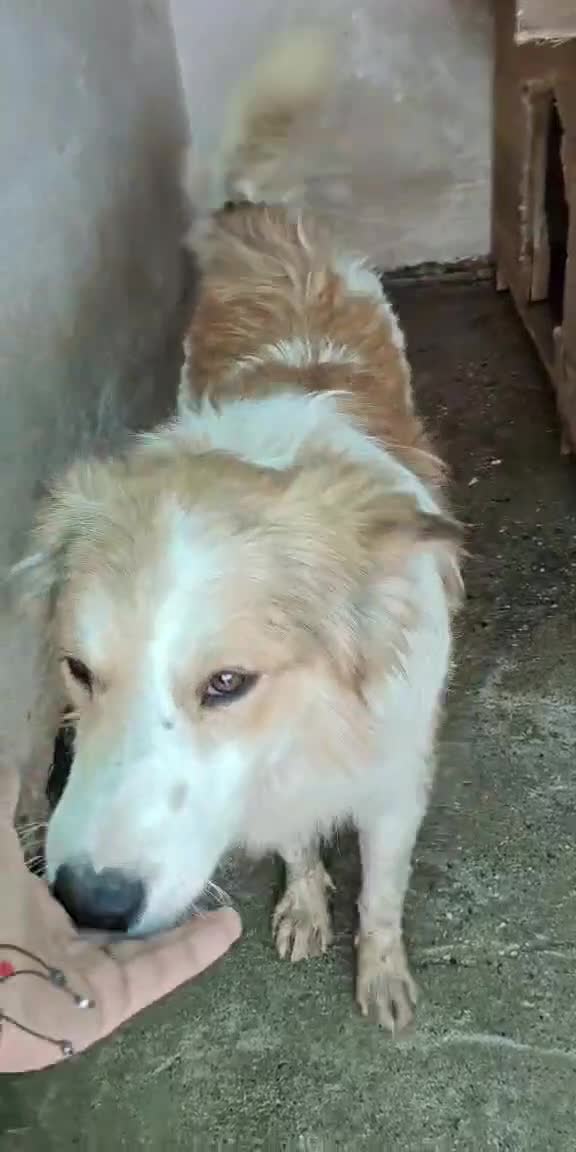 Mixed Breed dogs for adoption: 🐾 Finley-Border Collie mix with heart of gold 🐾 - Video 2