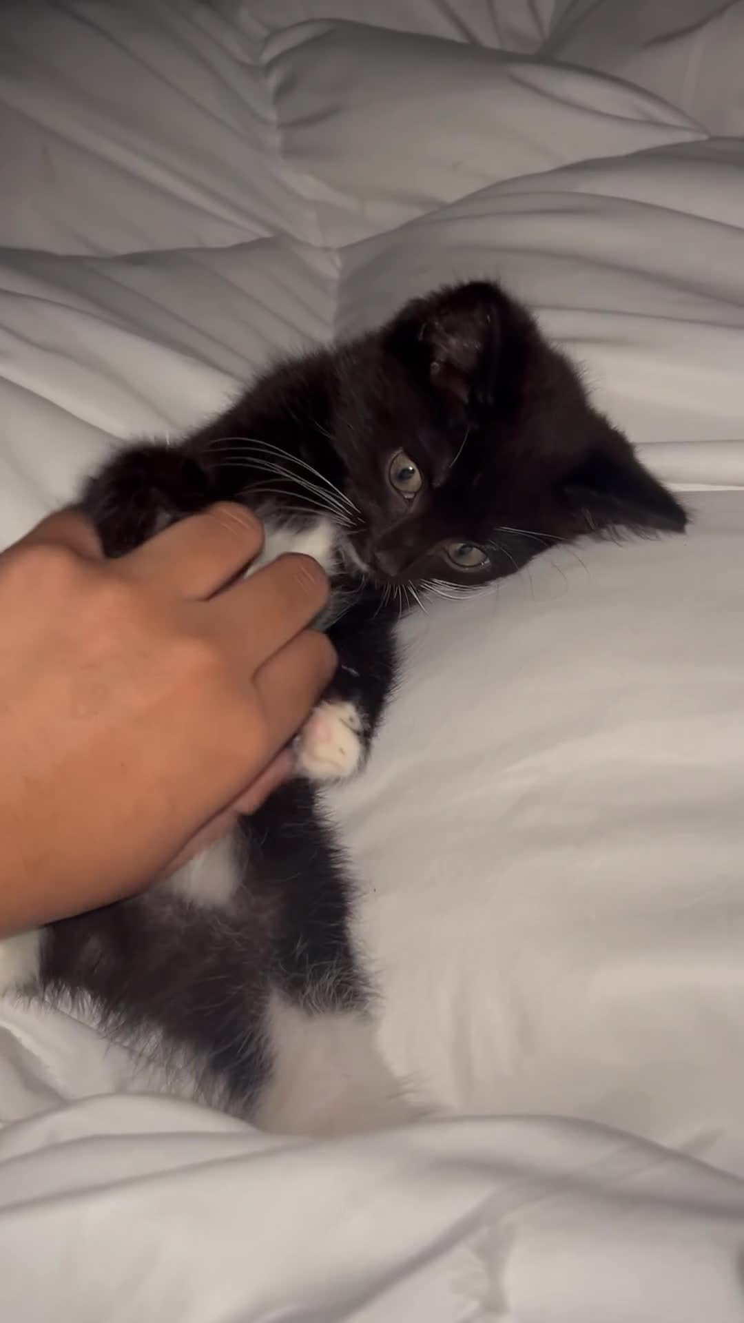 Mixed Breed cats for sale: Cute male kitten - Video 1