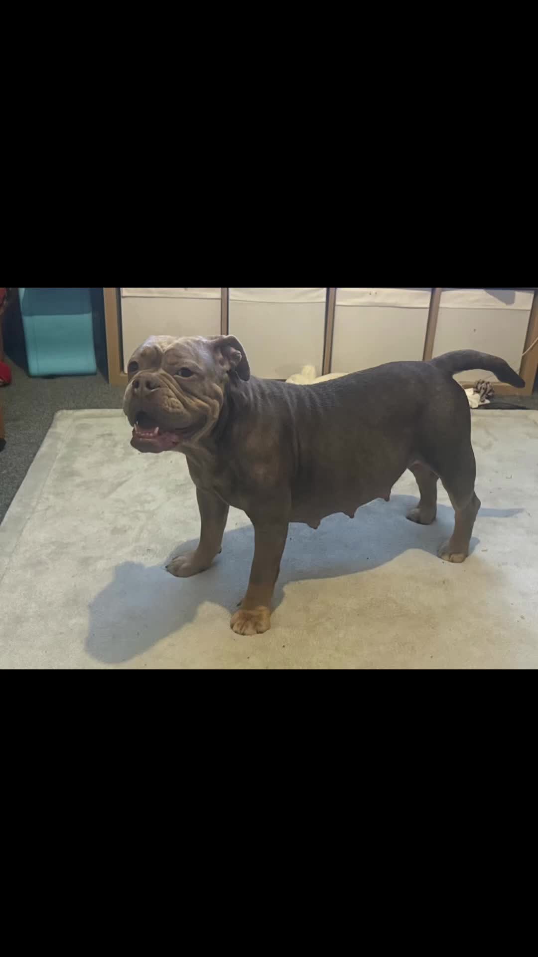 Olde English Bulldogge dogs for sale: Olde English Bullldogs  - Video 2
