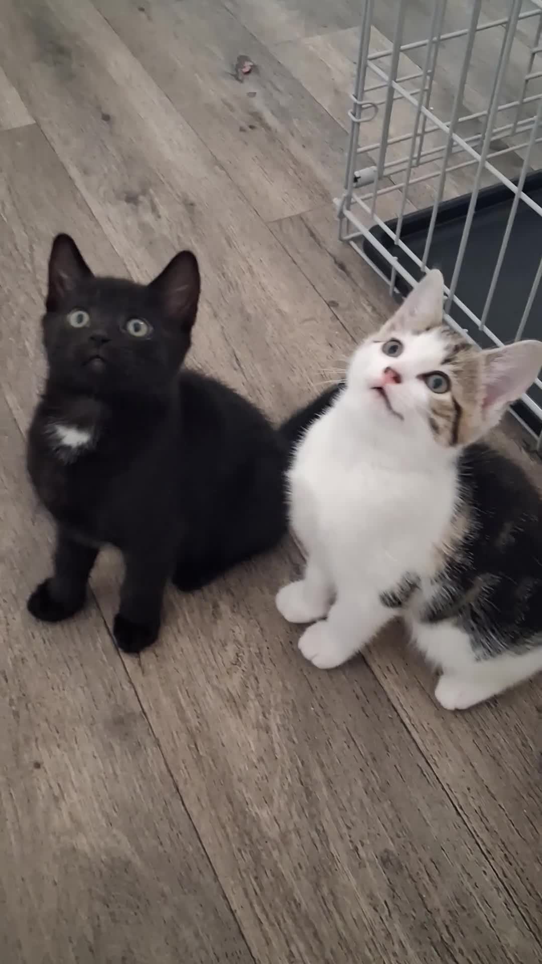 Mixed Breed cats for sale: Kittens ready - Video 1