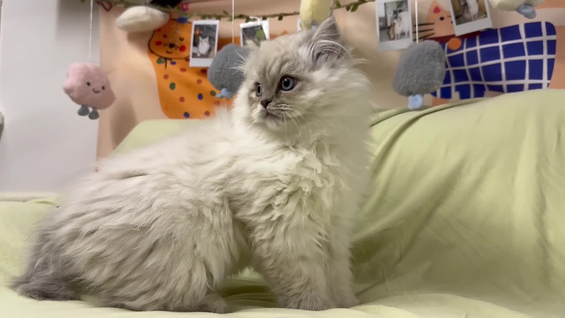 Perdoll cats for sale: Blue Bicolor Point Perdoll Boy - Video 2