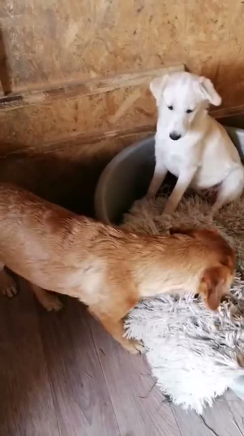 Mixed Breed dogs for adoption: ❤️ SUMMER❤️ – YOUR CHANCE TO HAVE SUMMER FOREVER - Video 1