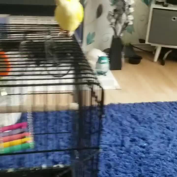 Parrots birds for sale: Male Quaver Parrot - Video 1