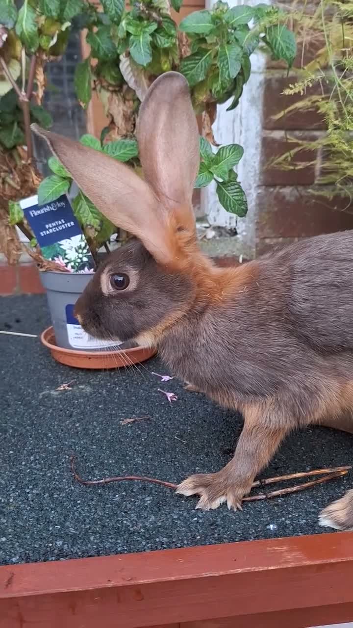Belgian Hares rabbits for sale: Beautiful pair of chocolate & tan hares ready now - Video 1