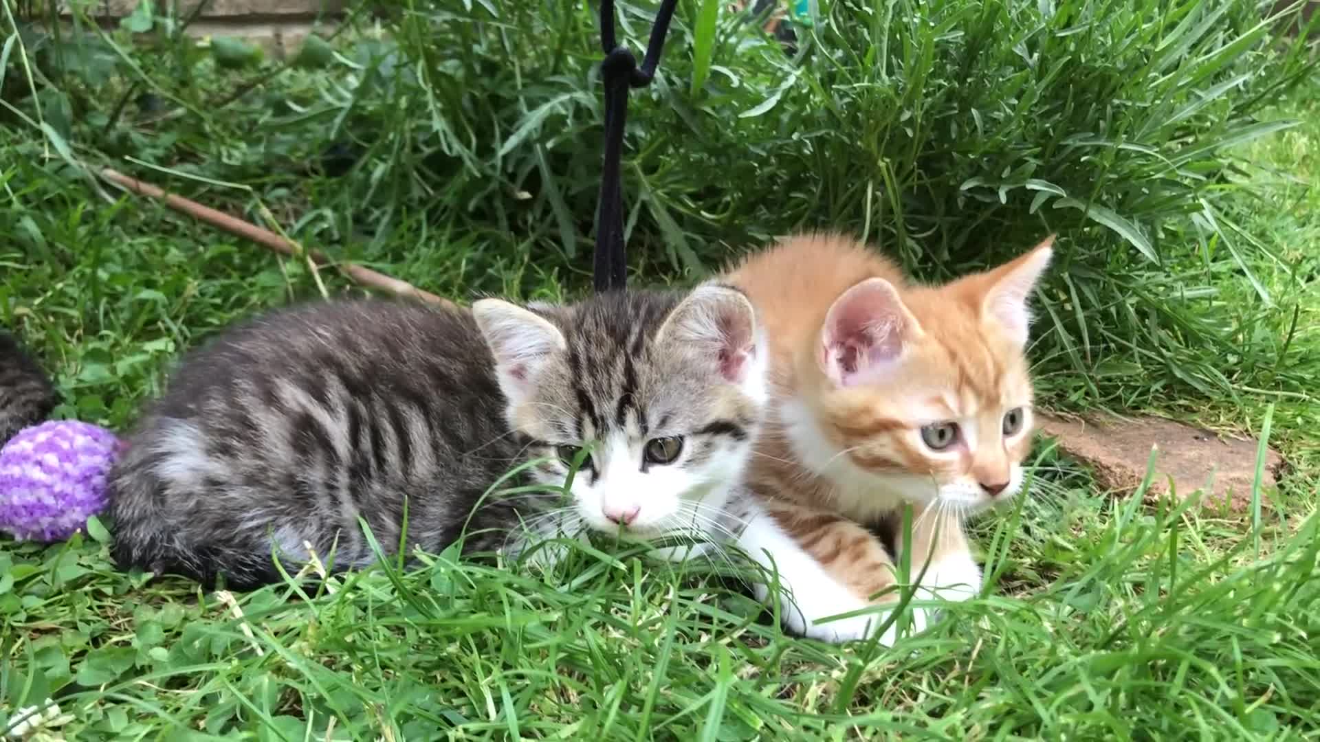 Mixed Breed cats for sale: Little darlings looking for loving homes - Video 4