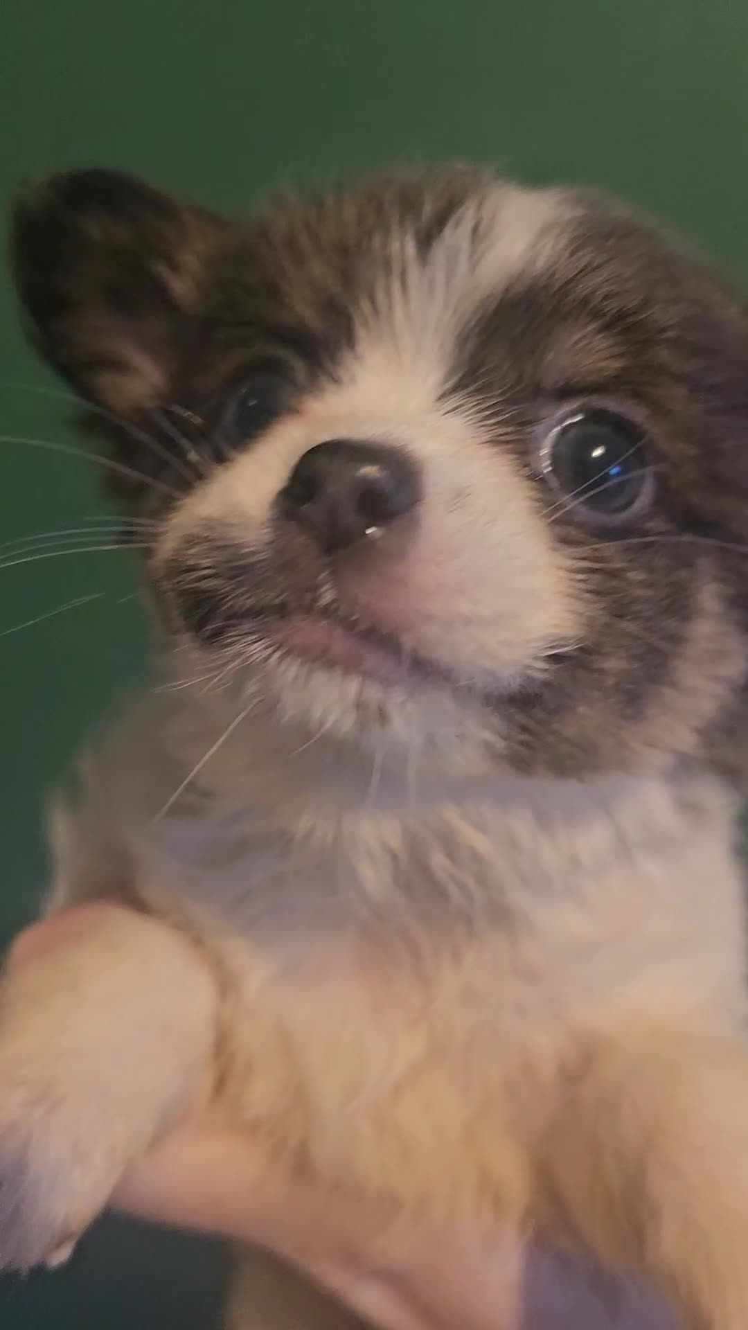 Chihuahua dogs for sale: Chihuahua Puppies Long haired and short - Video 4