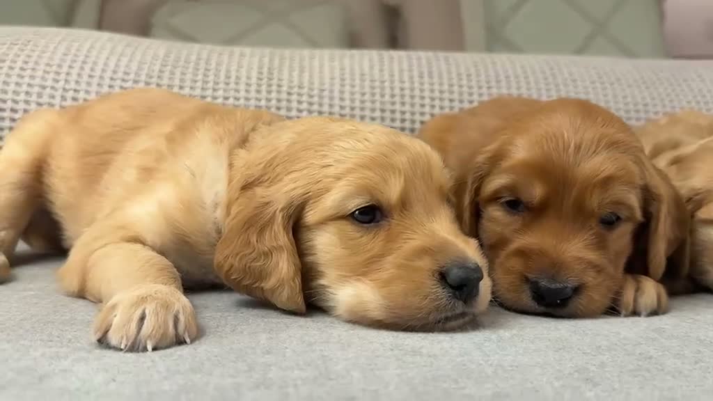 Goldendoodle dogs for sale: HEREDITARY HEALTH TESTED MUM. DNA TESTED DAD - Video 2