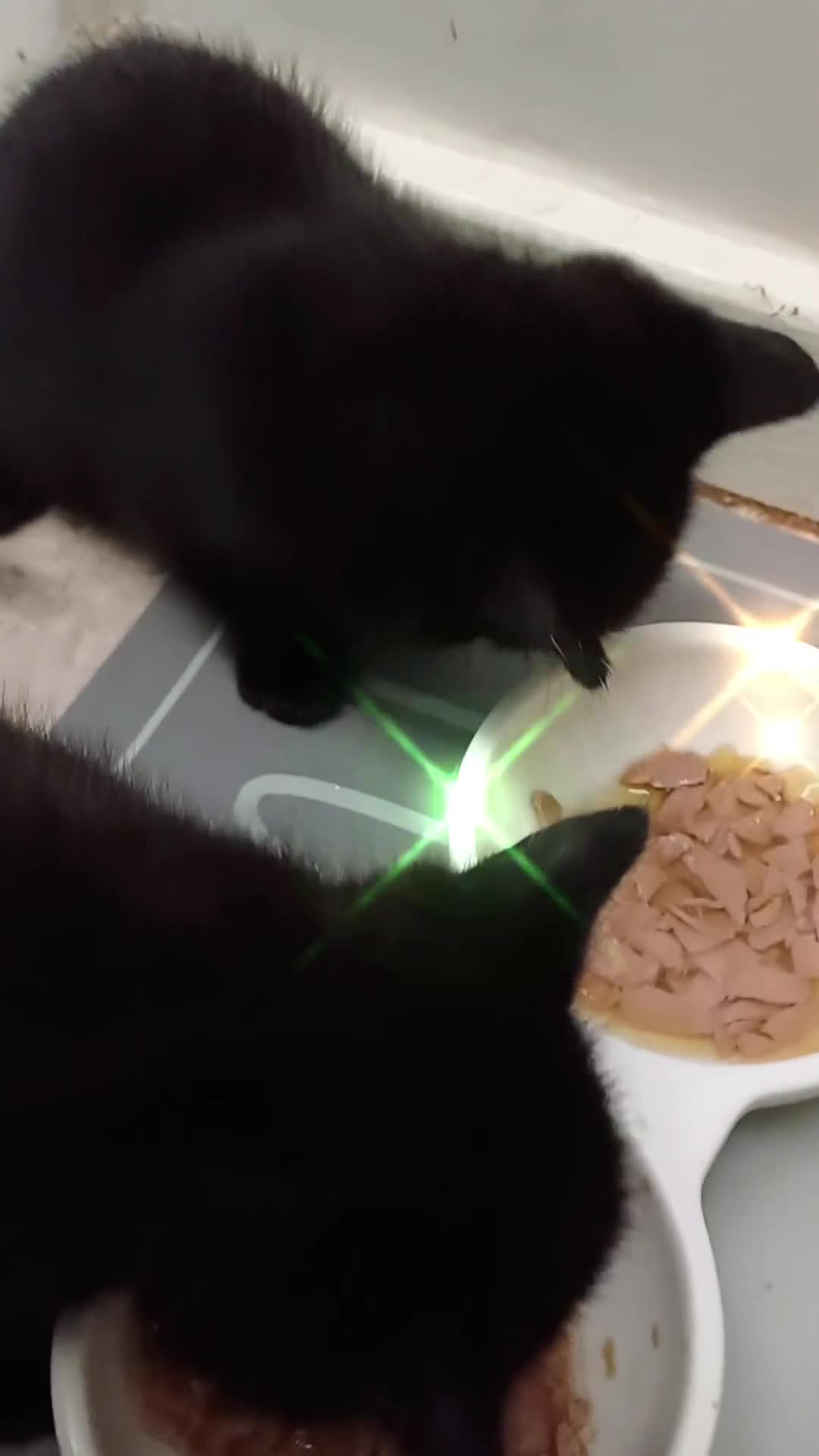 European cats for sale: 2 Adorable Kittens for new homes - Video 1