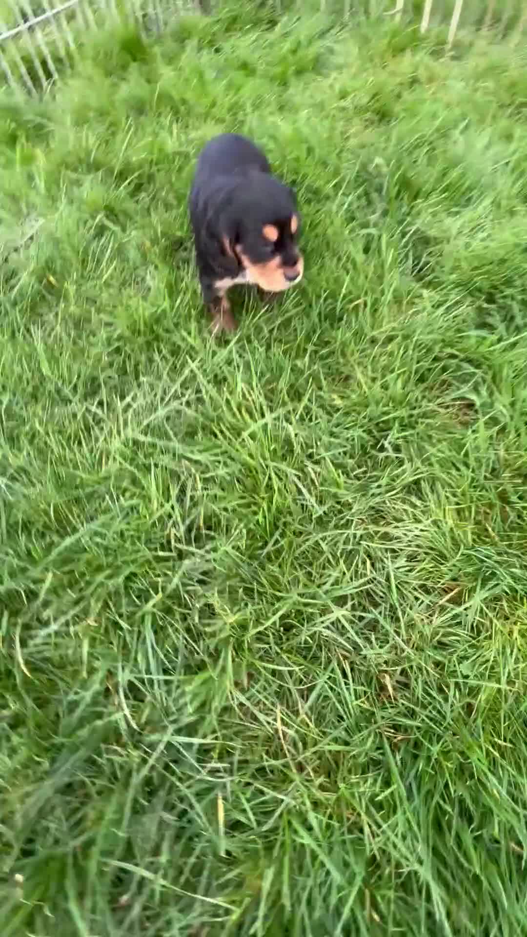 Cocker Spaniel dogs for sale: Cocker spaniel  - Video 3