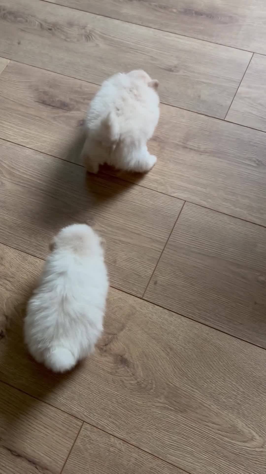 Pomeranian dogs for sale: Mini/ tea cup white girl Pomeranian  - Video 2
