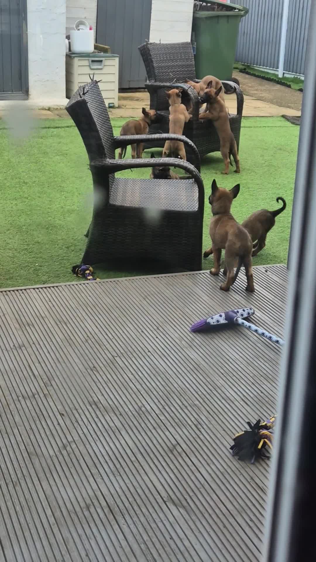 Belgian Shepherd Dog dogs for sale: x7 puppies KC Registered Belgian Malinois - Video 1