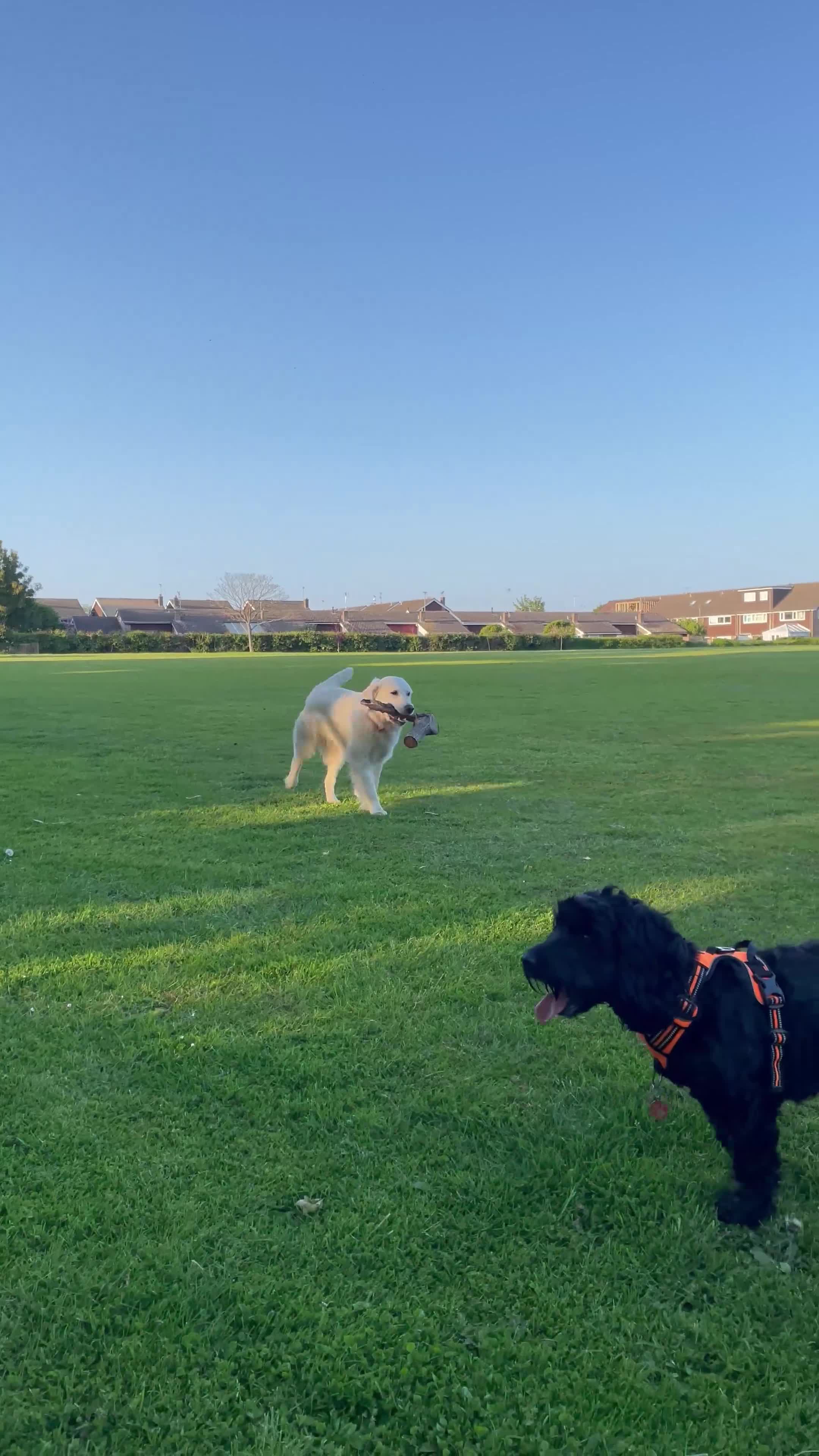 Golden Retriever dogs for sale: KC-Reg Golden Puppies @ Sunaraelia - Due 23/10/25 - Video 1