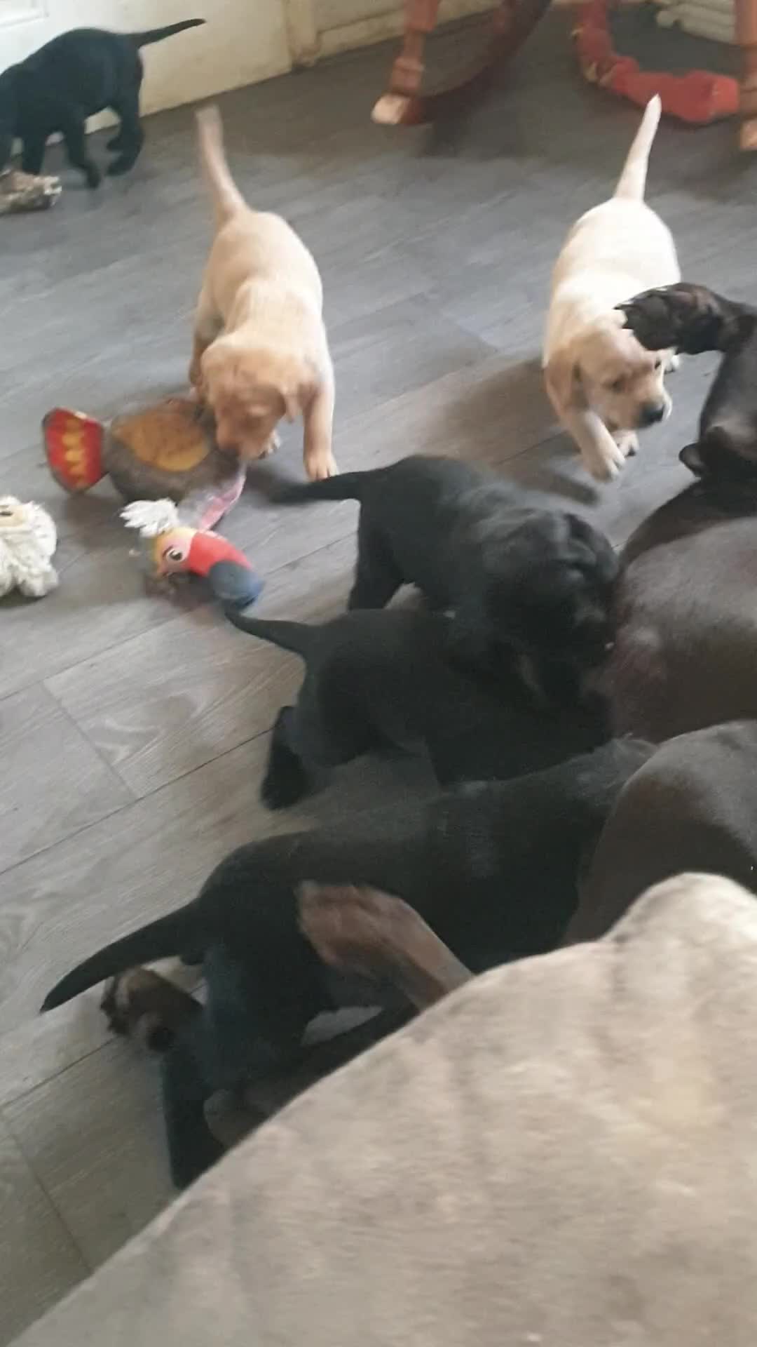 Mixed Breed dogs for sale: Labrador x pointedor pups in Manchester - Video 1