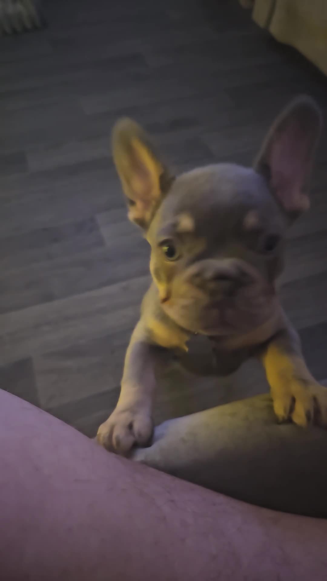 French Bulldog dogs for sale: Pure breed French bulldogs  - Video 2