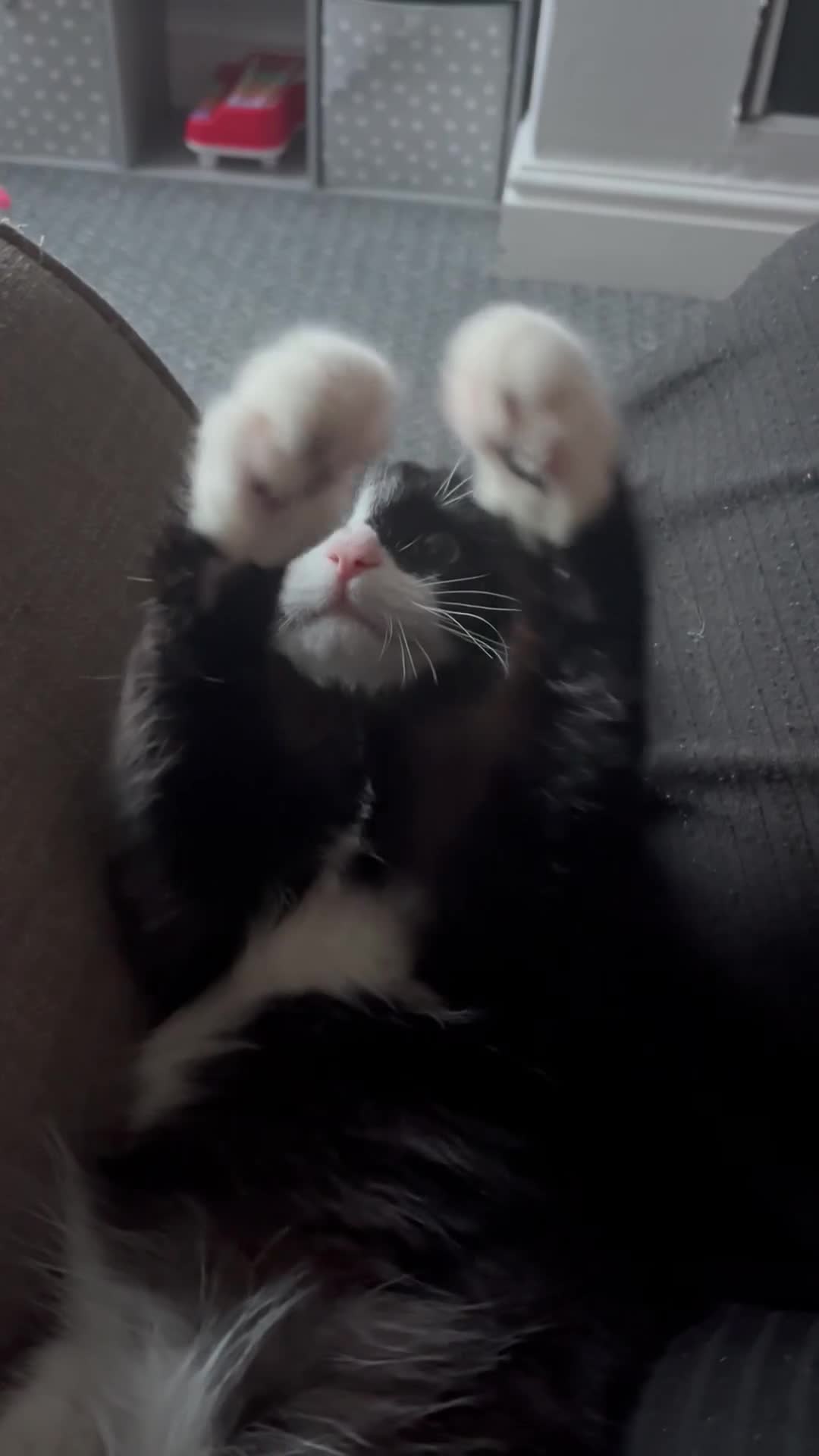 Domestic Shorthair cats for sale: Male kitten for sale - Video 3