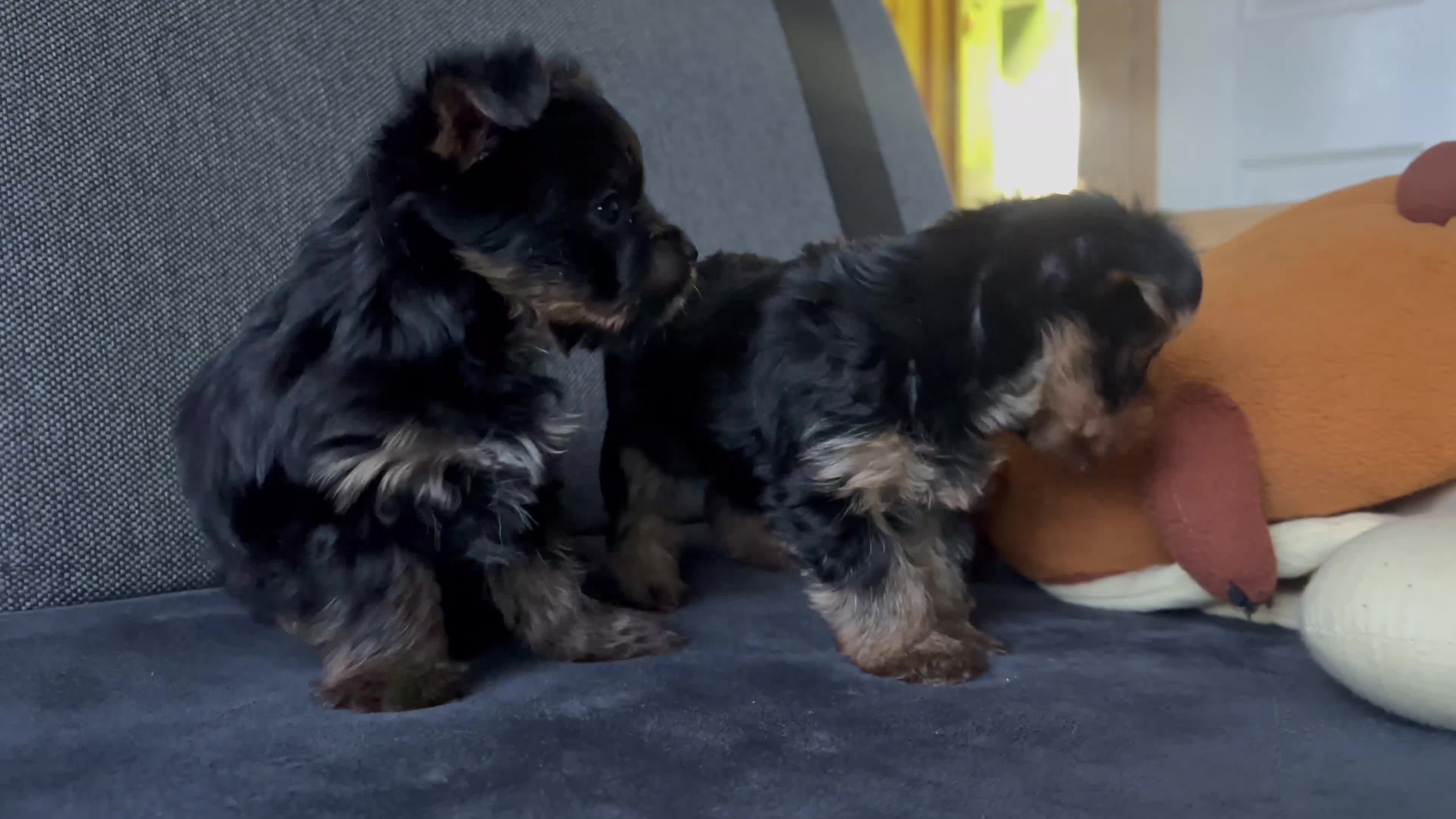Yorkshire Terrier dogs for sale: Tiny pedigree Yorkie pups.  - Video 2