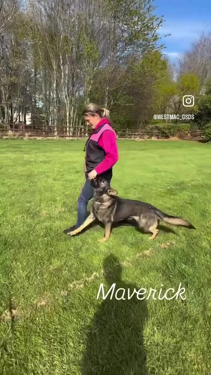 German Shepherd dogs for stud: Dark Sable German Shepherd for Stud in Monmouth - Video 1